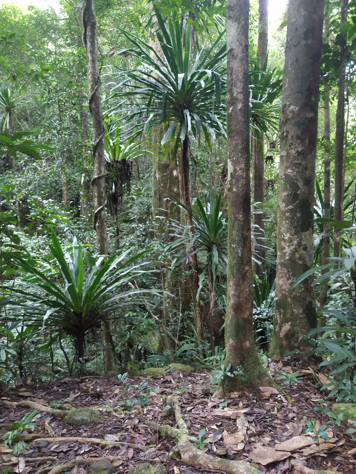 masoala adventure trekking 01